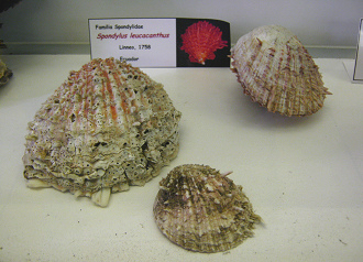 Spondylus leucacanthus