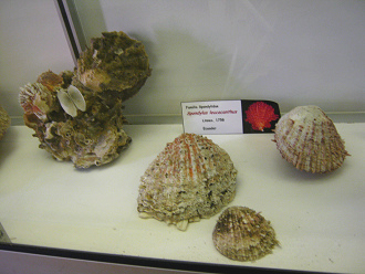 Spondylus leucacanthus, vista
                                    total