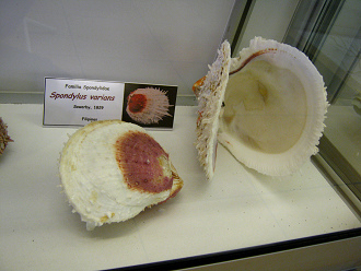 Spondylus varians 02