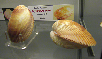 Trycardium enode