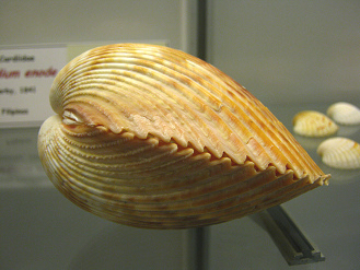 Trycardium enode, primer plano
                                    02