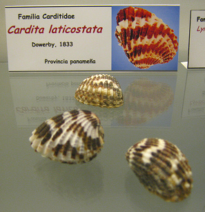 Cardita laticostata