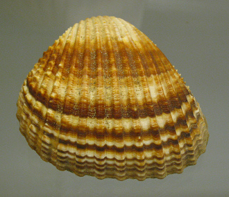 Acanthocardia tuberculata, primer plano