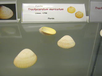 Trachycardium muricatum