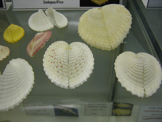 Corculum cardisa, primer plano 01