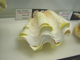 Tridacna m�xima, Tafel