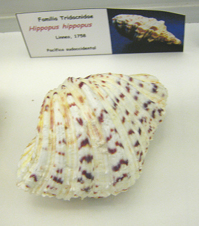 Hippopus hippopus