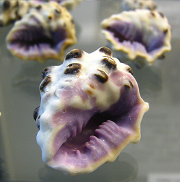 Drupa morum, Nahaufnahme 01