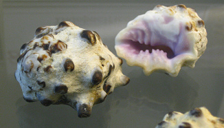 Drupa morum, Nahaufnahme 02