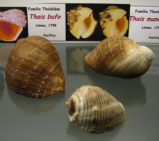 Thais
                          bufo