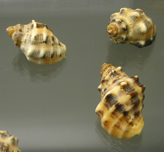 Mancinella mancinella,
                                  Nahaufnahme 02