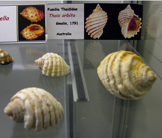 Thais
                          orbita