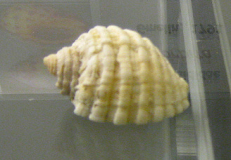 Thais orbita, Nahaufnahme