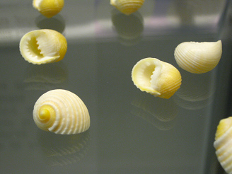 Nerita plicata, Nahaufnahme