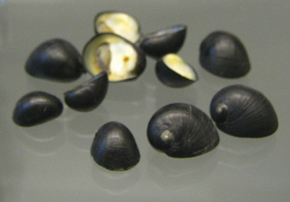 Nerita morio, Nahaufnahme