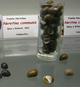 Neretina communis 01, Tafel