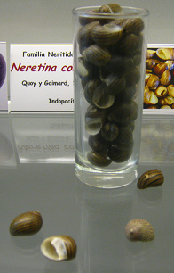 Neretina communis 01