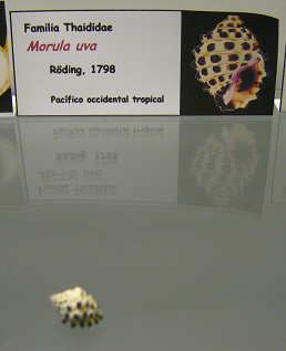 Morula
                          uva