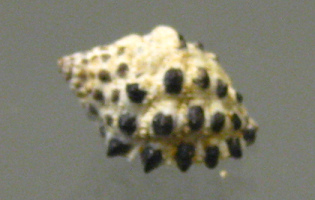 Morula uva, Nahaufnahme