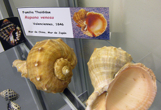 Rapana venosa, Tafel