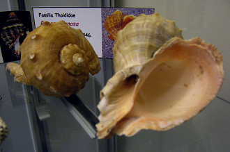 Rapana venosa, Totale