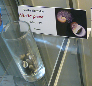 Nerita picea, Tafel