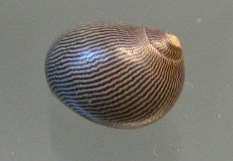 Nertitina turrita, Nahaufnahme