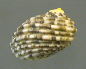 Nerita textilis, Nahaufnahme