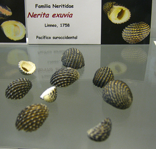 Nerita exuvia