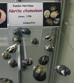 Nerita chamaleon