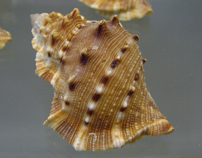 Bursa crumena, Nahaufnahme