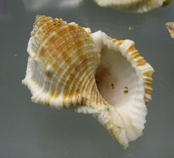 Bursa rana, Nahaufnahme