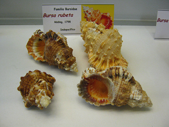 Bursa
                          rubeta