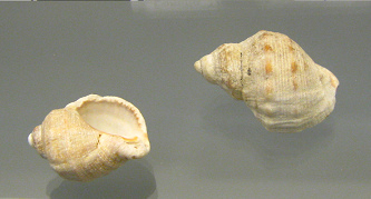 Thais haemastoma, Nahaufnahme