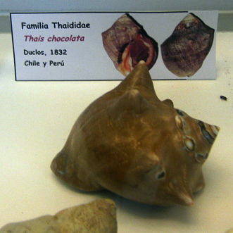 Thais chocolata, Nahaufnahme