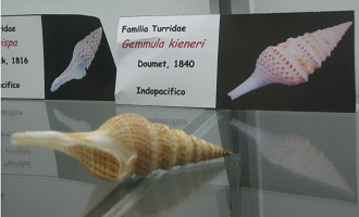 Gemmula kieneri