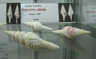 Polystira albida