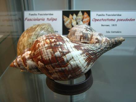 Fasciolaria tulipa, Nahaufnahme 01 Fasciolaria tulipa, Nahaufnahme 01