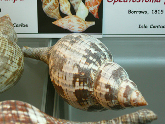 Fasciolaria tulipa, Nahaufnahme 02 Fasciolaria tulipa, Nahaufnahme 02