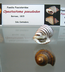 Opeatostoma pseudodon Opeatostoma pseudodon