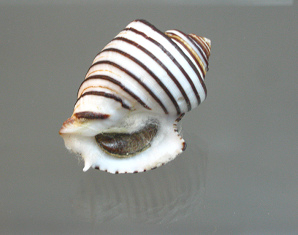 Opeatostoma
pseudodon, Nahaufnahme 01 Opeatostoma pseudodon,
Nahaufnahme 01