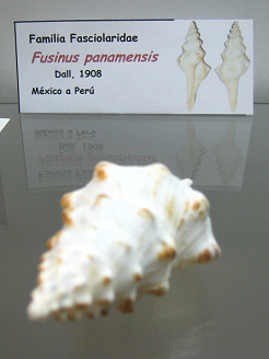 Fusinus
panamensis Fusinus panamensis