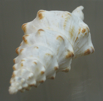 Fusinus panamensis, Nahaufnahme Fusinus panamensis, Nahaufnahme