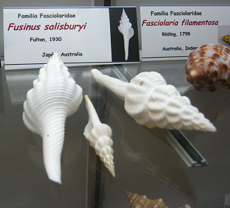 Fusinus
salisburyi Fusinus salisburyi