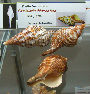 Fasciolaria filamentosa Fasciolaria filamentosa