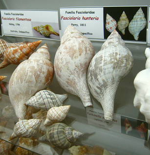 Fasciolaria hunteria, placa Fasciolaria hunteria, placa