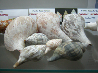 Fasciolaria hunteria, Totale Fasciolaria hunteria, Totale