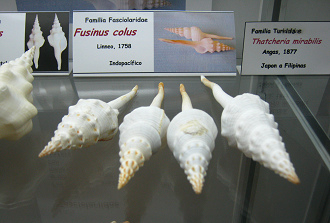 Fusinus colus Fusinus colus