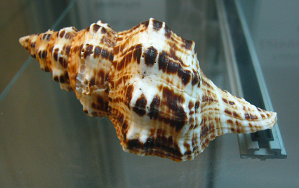 Latirus belcheri, Nahaufnahme Latirus belcheri, Nahaufnahme