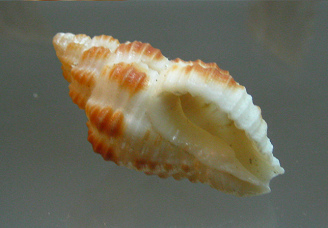 Latirus nagasakiensis, Nahaufnahme Latirus nagasakiensis, Nahaufnahme